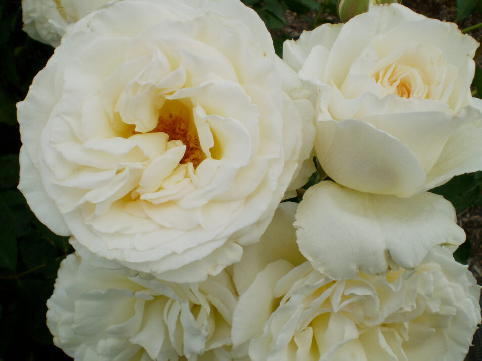 The Finest™ Hybrid Tea Rose