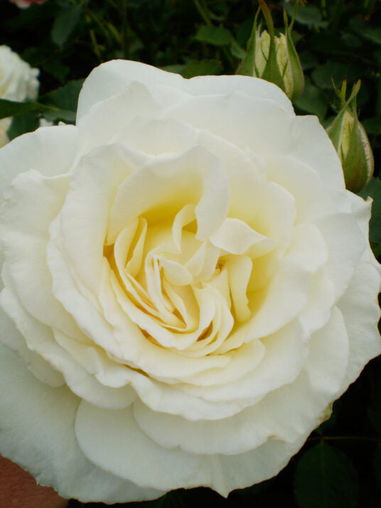 The Finest™ Hybrid Tea Rose