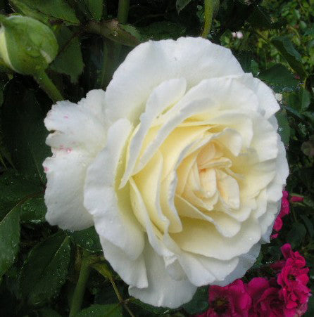 The Finest™ Hybrid Tea Rose