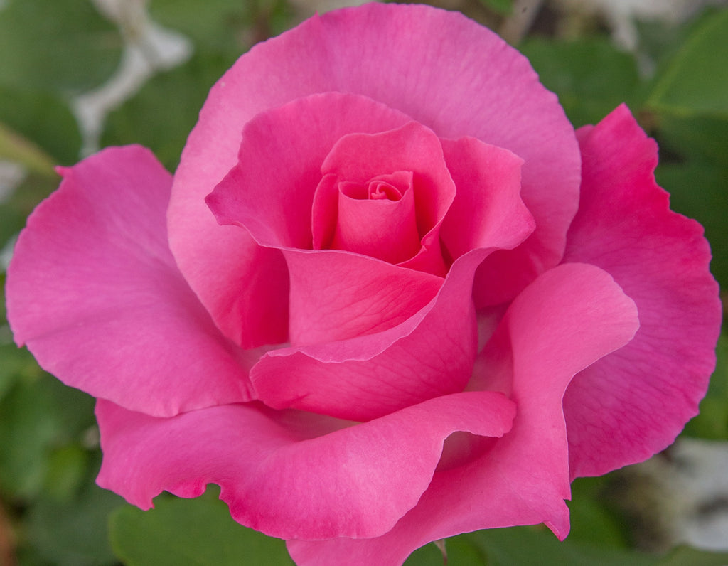 The McCartney Rose™