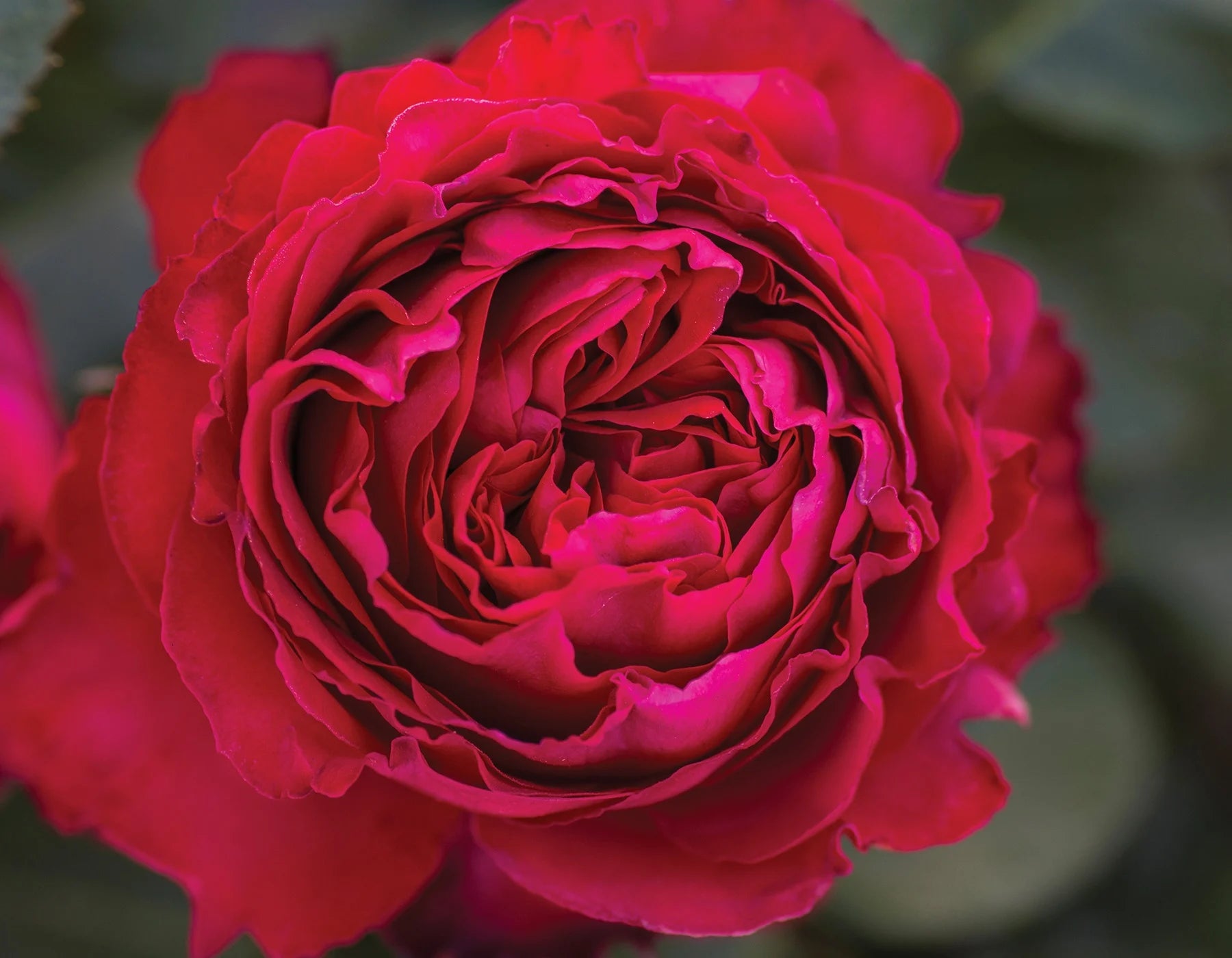 Traviata® Hybrid Tea Rose