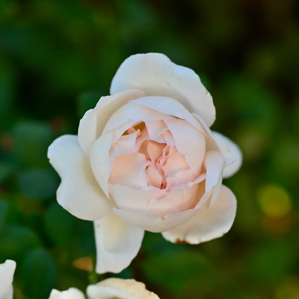 Tresor du Jardin™