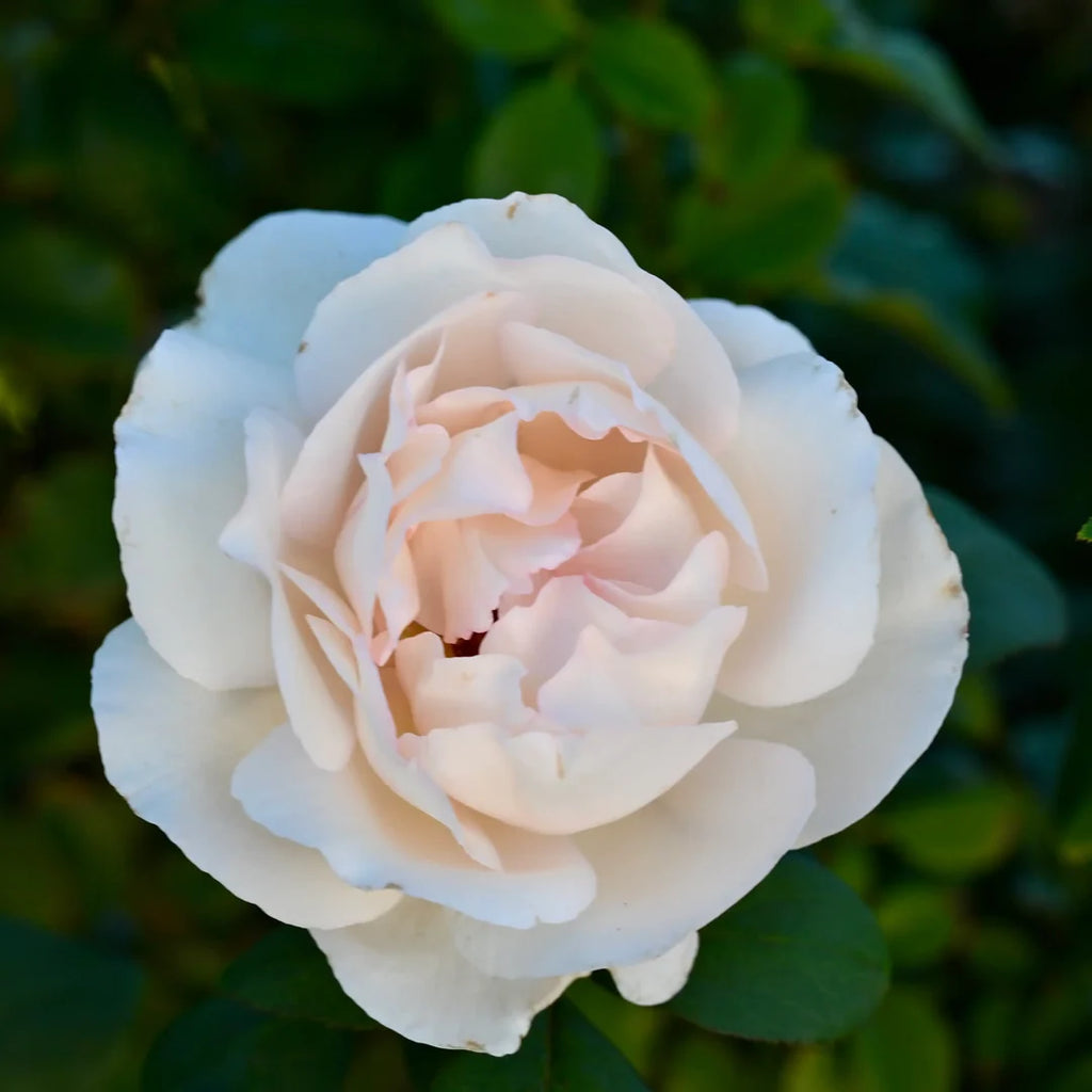 Tresor du Jardin™