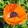 Papaver orientalis 'Fruit Punch Mix'  - Fruit Punch Mix Poppies
