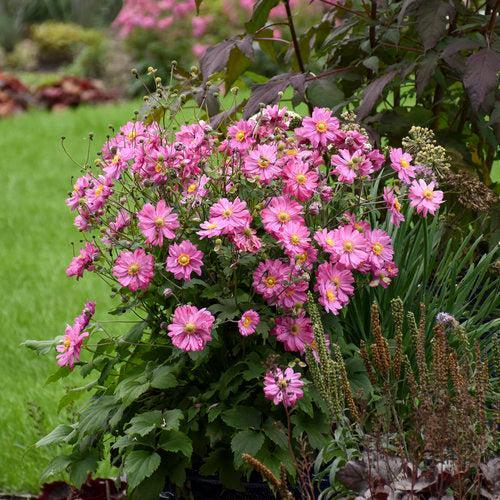 Anemone hybrid 'Sweetly'  - PW® Fall in Love® Sweetly Anemone