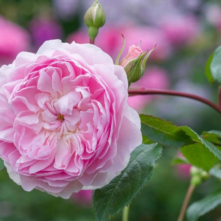 Rosa 'Ausraveloe'  - Silas Marner® Rose