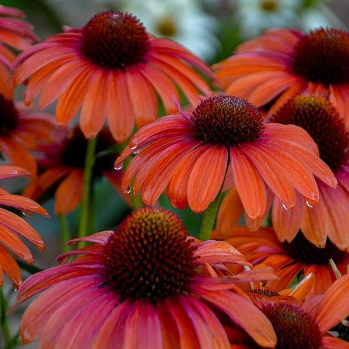 Echinacea 'Orange You Awesome'  - Color Coded® Orange You Awesome Echinacea