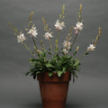 Gaura lindheimeri 'Sparkle White'  - Sparkle White Gaura