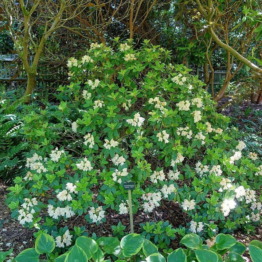 Rhododendron yakushimanum 'Golden Torch'  - Golden Torch Rhododendron