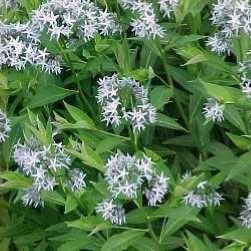 Amsonia tabernaemontana  - Eastern Blue Star