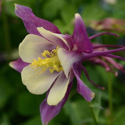 Aquilegia 'PAS1258488'  - Earlybird™ Purple Yellow Columbine