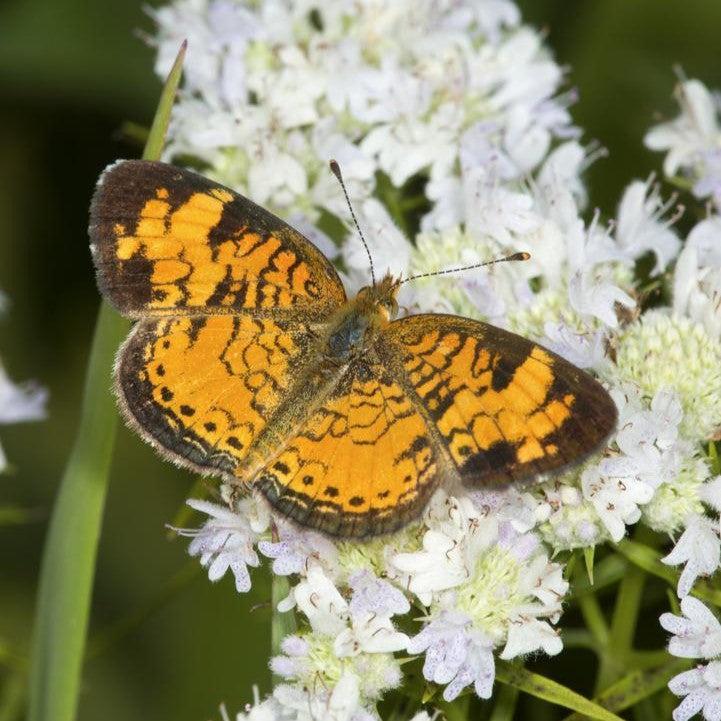 Pycnanthemum tenuifolium  - Slender Mountainmint
