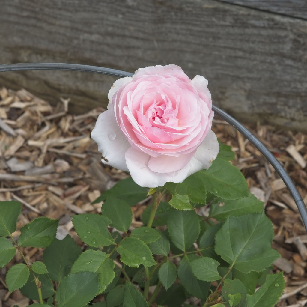 Rosa 'AUSmixture'  - Olivia™ Rose