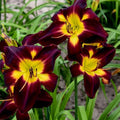 Hemerocallis 'Persian Ruby'  - Rainbow Rhythm® Persian Ruby Daylily