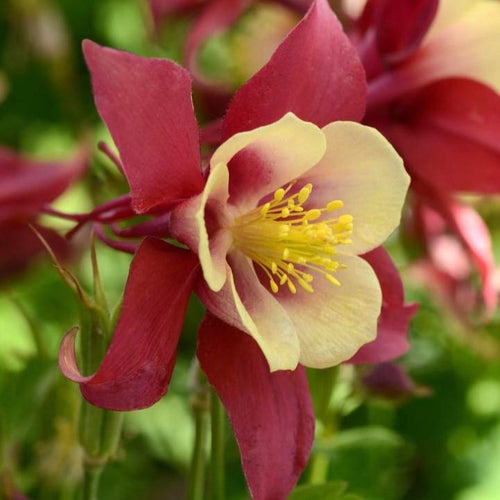 Aquilegia 'PAS1258483'  - Earlybird™ Red Yellow Columbine