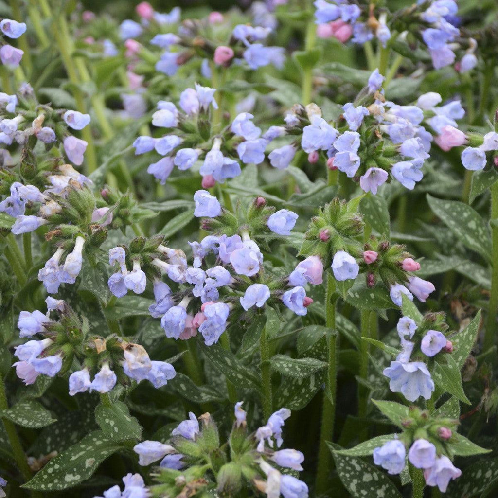 Pulmonaria 'Twinkle Toes'  - Twinkle Toes Lungwort