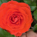 Rosa 'True Crush'  - True Crush Rose