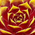 Sempervivum 'Gold Crown'  - Chick Charms® Gold Crown Hens and Chicks