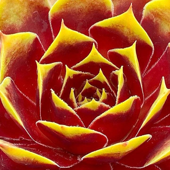 Sempervivum 'Gold Crown'  - Chick Charms® Gold Crown Hens and Chicks