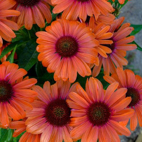 Echinacea 'Orange You Awesome'  - Color Coded® Orange You Awesome Echinacea