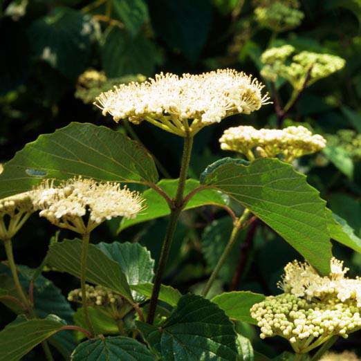 Viburnum dentatum 'Blubzam'  - Blue Blaze™ Viburnum
