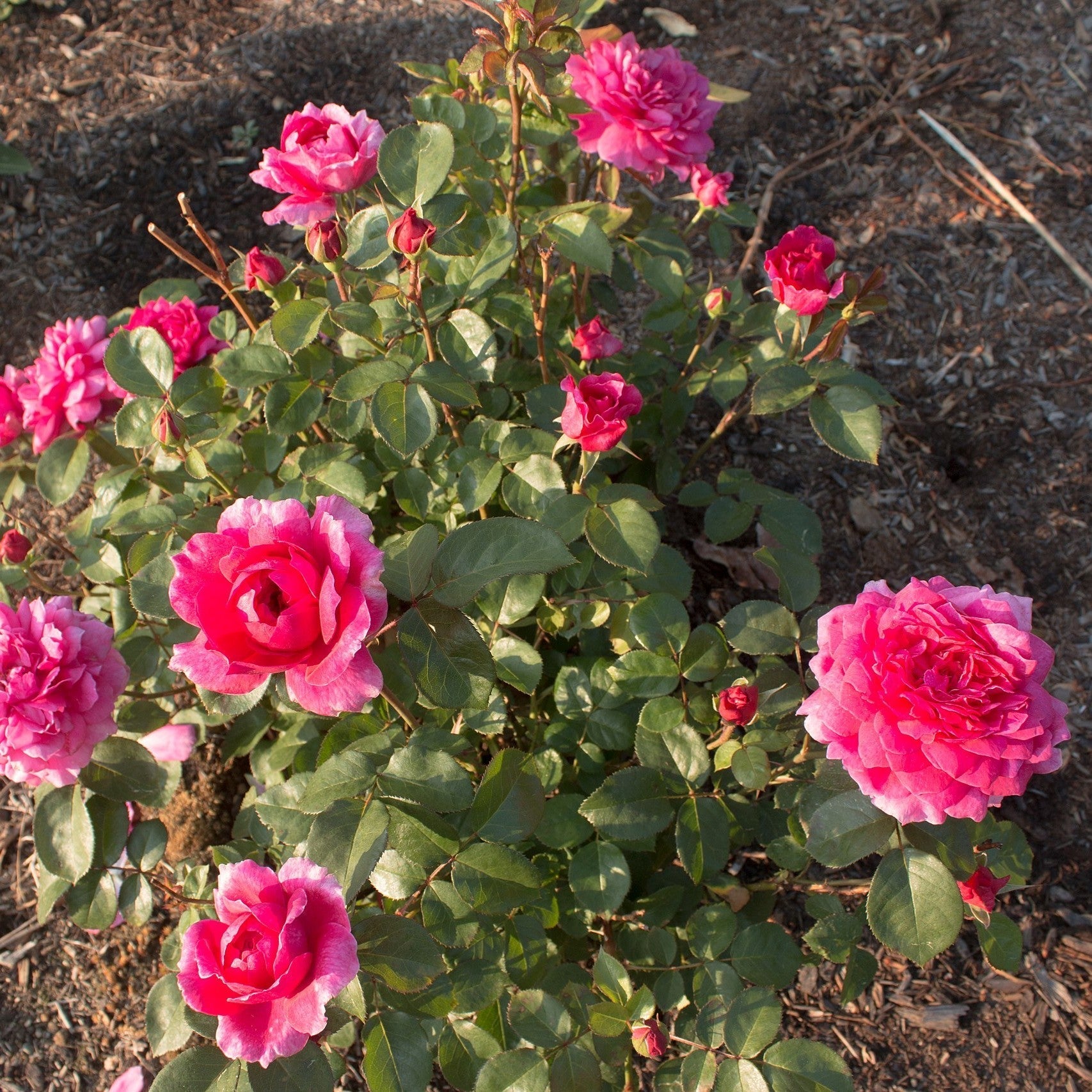 Rosa 'Auslot'  - Sophy's Rose