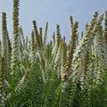 Liatris spicata 'Alba'  - White Blazing Star