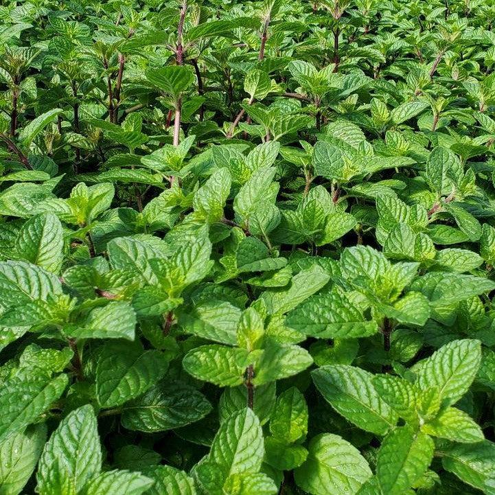 Mentha x 'Berries & Cream'  - Berries & Cream Peppermint