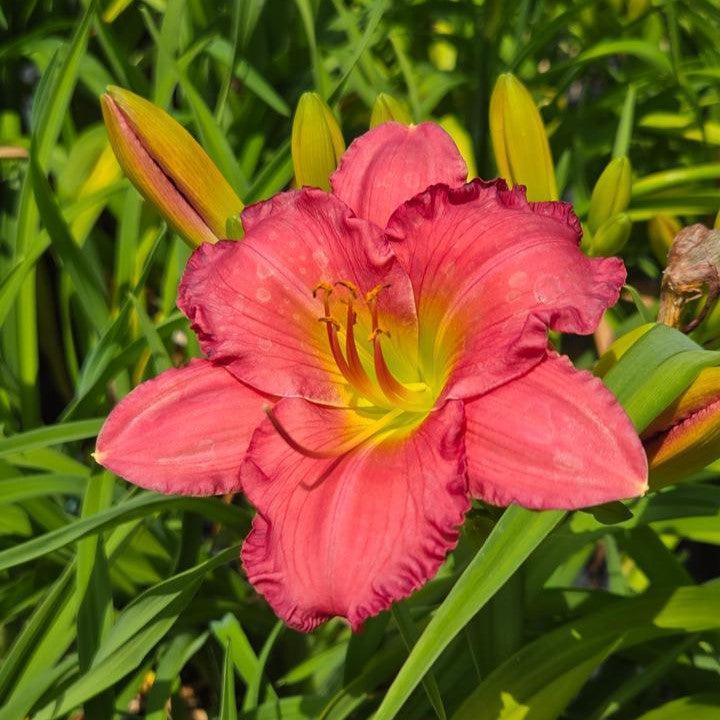 Hemerocallis 'Passionate Returns'  - Passionate Returns Daylily