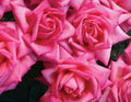 Wedding Bells™ Hybrid Tea Rose on Fortuniana Rootstock