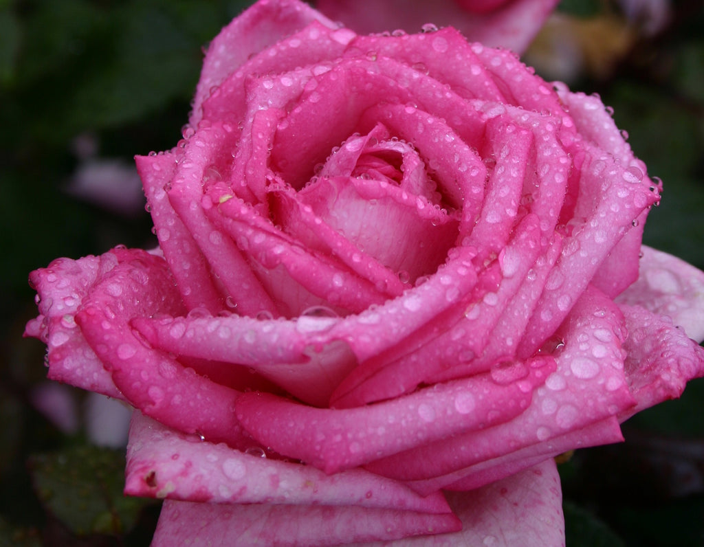 Wedding Bells™ Hybrid Tea Rose on Fortuniana Rootstock