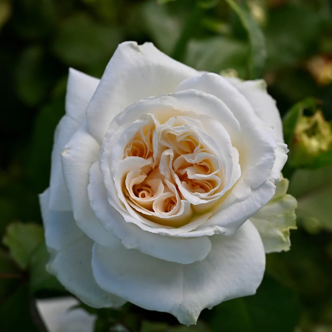 White O'Hara™ Rose Bush