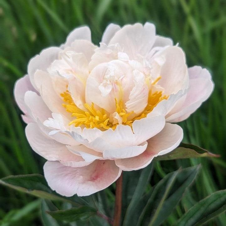 Paeonia lactiflora 'Gardenia'  - Gardenia Peony