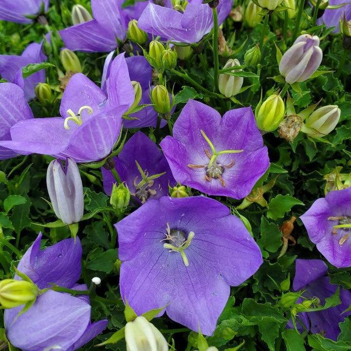 Campanula carpatica 'Rapido Blue'  - Rapido Blue Bellflower