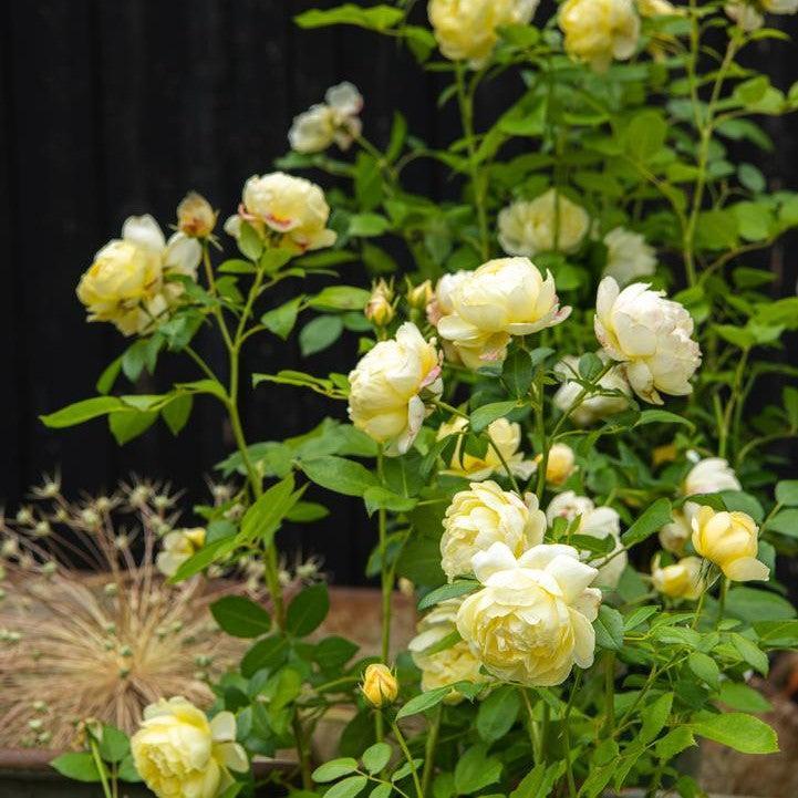 Rosa 'Auseasel'  - Vanessa Bell® Rose