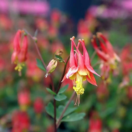 Aquilegia canadensis 'Little Lanterns'  - Little Lanterns Columbine