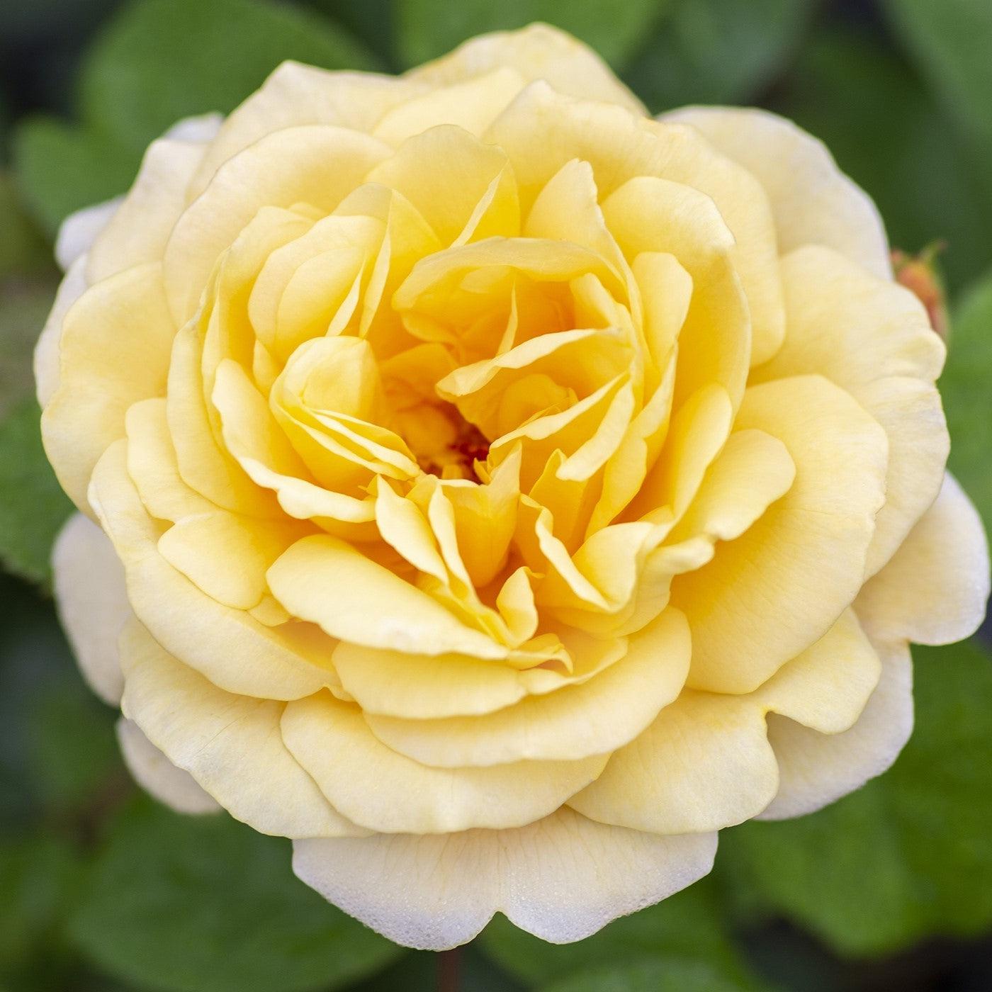 Moonlight Romantica® Rose - Redland