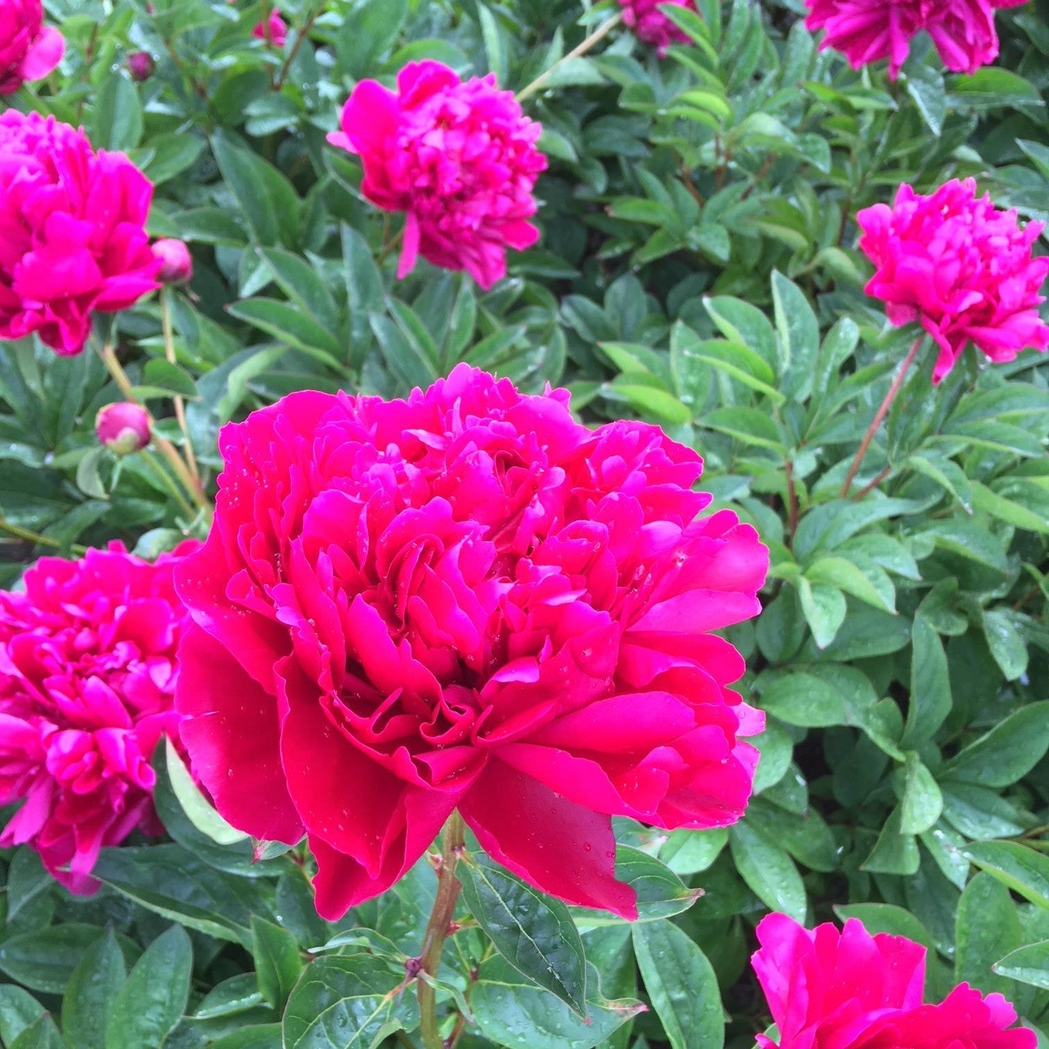 Paeonia lactiflora 'Lady In Red'  - Lady In Red Peony