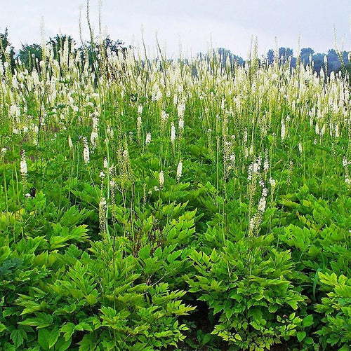 Actaea racemosa  - Black Cohosh