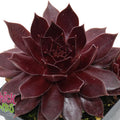 Sempervivum 'Chocolate Kiss'  - Chick Charms® Chocolate Kiss Hens and Chicks