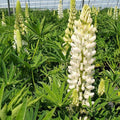 Lupinus polyphyllus 'Lupini White Shades'  - Lupini White Shades Lupine
