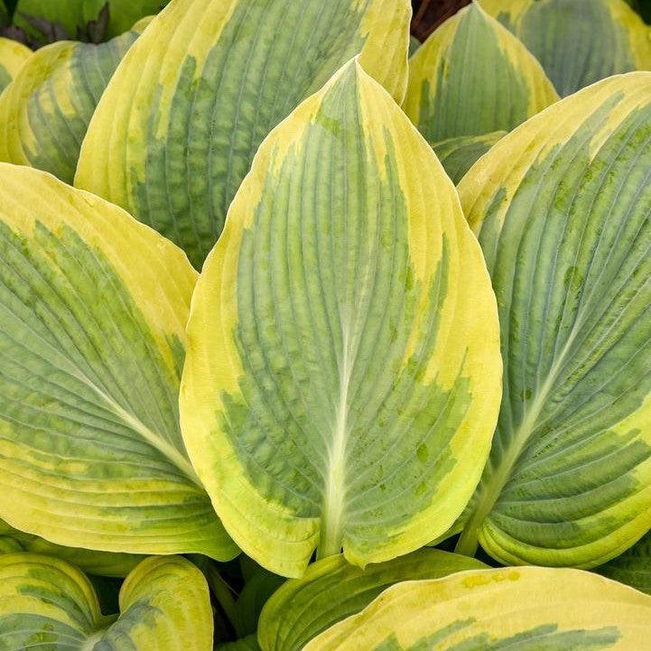 Hosta 'Chance Encounter'  - PW® Shadowland® Chance Encounter Hosta