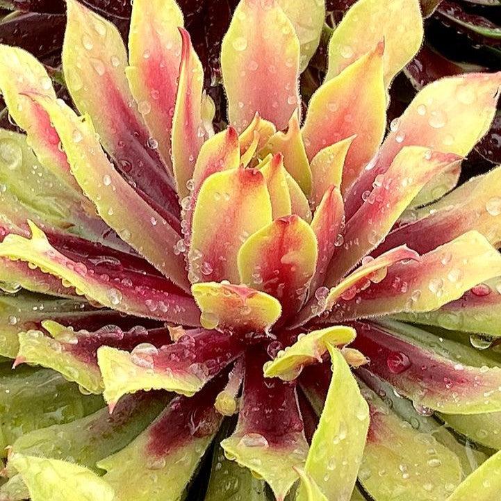 Sempervivum 'Lemon Waves'  - Chick Charms® Lemon Waves Hens and Chicks