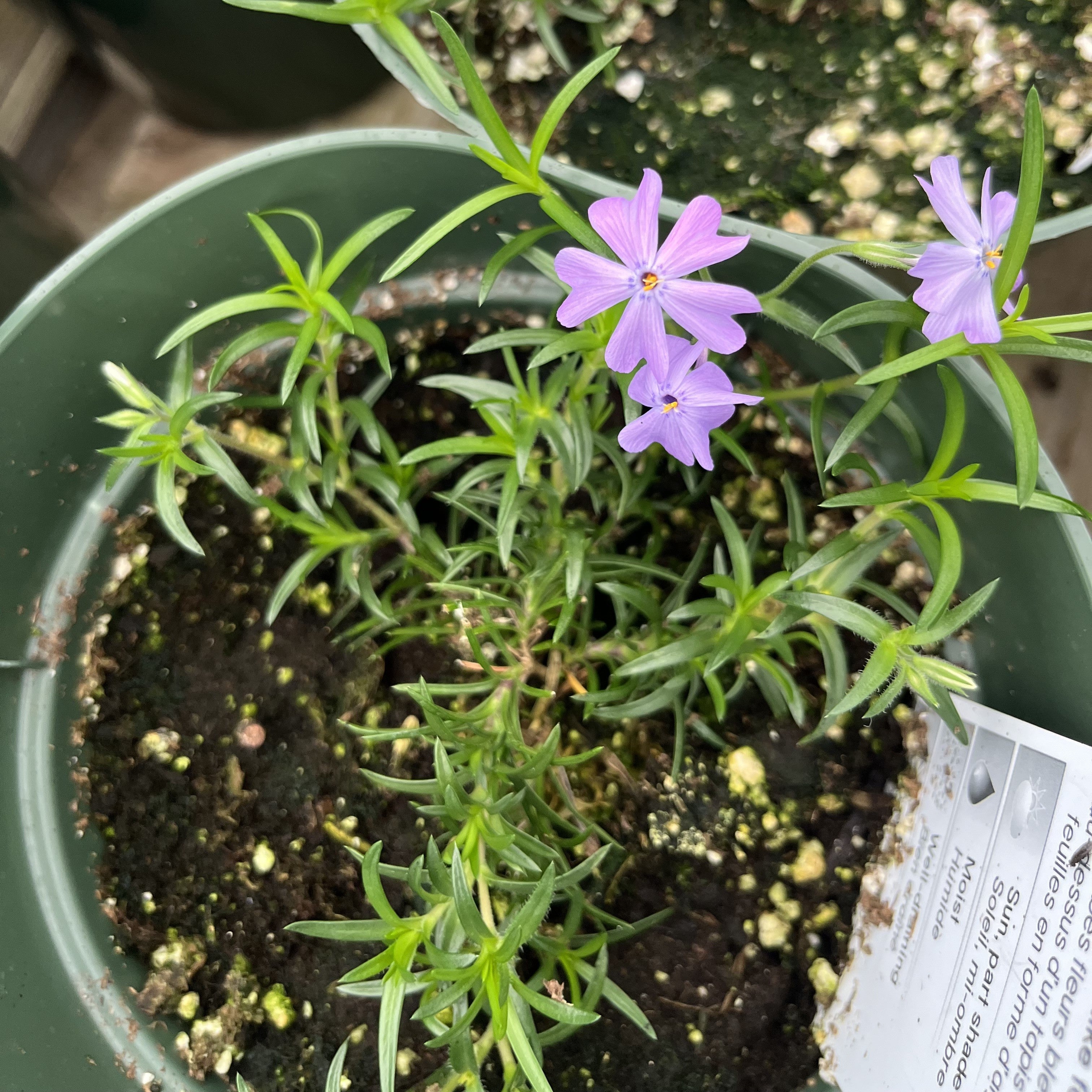 Phlox subulata 'Emerald Blue'  - Emerald Blue Creeping Phlox