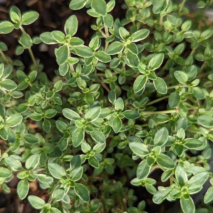 Thymus x citriodorus 'Argenteus'  - Silver Edged Lemon Thyme