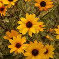 Heliopsis helianthoides 'Touch of Blush'  - Touch of Blush False Sunflower