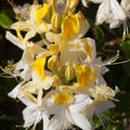 Rhododendron 'Northern Hi-Lights'  - Northern Hi-Lights Azalea