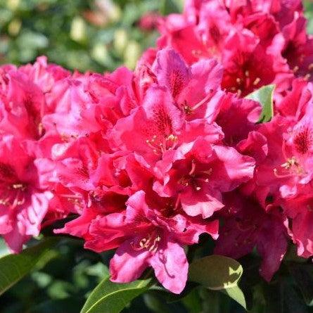 Rhododendron 'Nova Zembla'  - Nova Zembla Rhododendron
