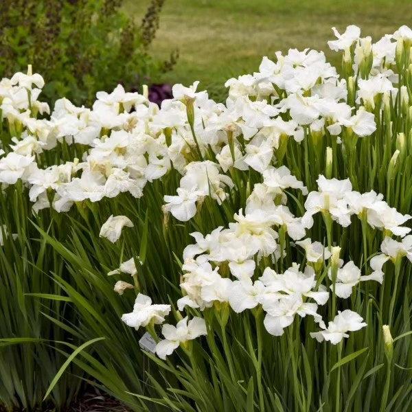 Iris sibirica 'Swans in Flight'  - Swans In Flight Siberian Iris