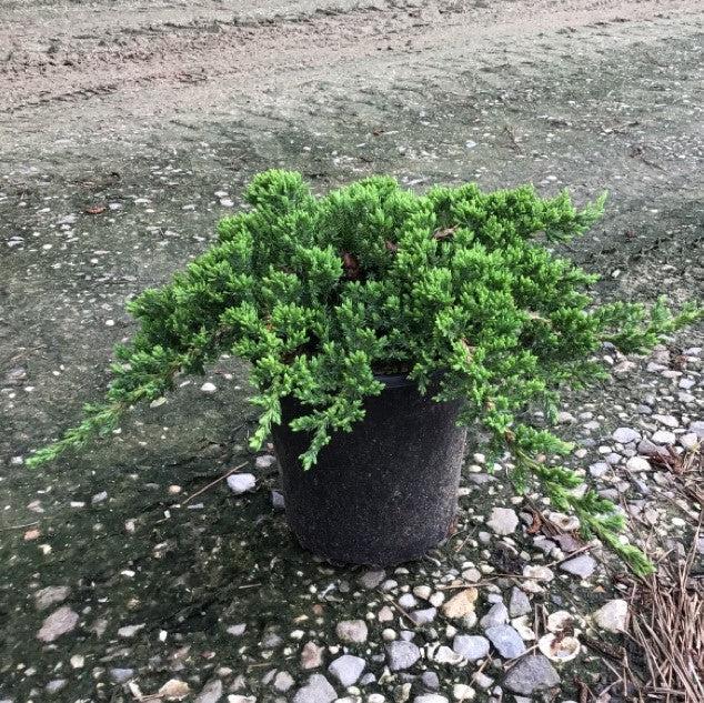 Juniperus procumbens 'Nana'  - Japanese Garden Juniper